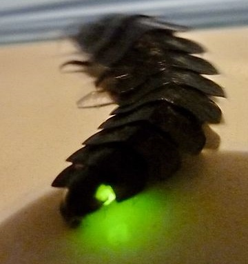 Illustration for article titled Firefly Larvae are Venomous and Pitiless Hunters